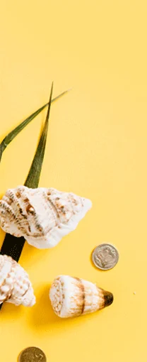 Coquillages sur fond jaune